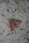 Hypsopygia costalis