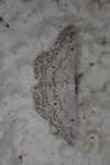 Idaea seriata