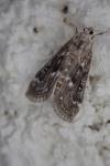 Parapoynx stratiotata