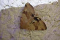 Heliothis viriplaca