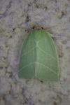 Bena bicolorana