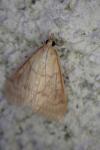 Ostrinia nubilalis