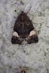 Tyta luctuosa