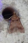 Stemmatophora brunnealis