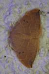 Watsonalla binaria