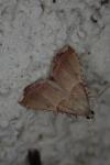 Endotricha flammealis
