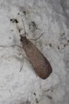 Nomophila noctuella