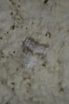 Meganola albula