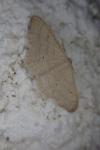 Idaea straminata