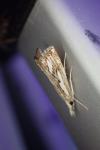 Catoptria falsella