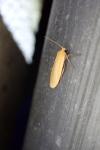 Wittia sororcula