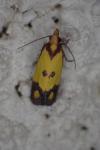 Agapeta zoegana