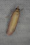 Oncocera semirubella