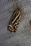 Emmelia trabealis