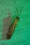 Spiris striata