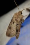 Agrotis exclamationis