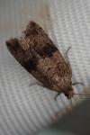 Celypha striana