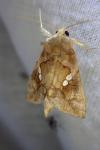 Chrysodeixis chalcites