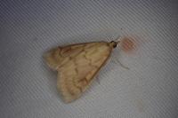Ostrinia nubilalis