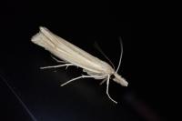Ancylolomia tentaculella