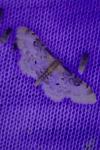 Idaea filicata
