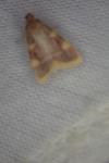 Hypsopygia costalis
