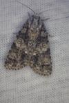 Acronicta rumicis