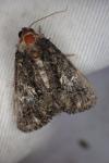 Aedia leucomelas