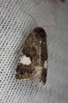 Tyta luctuosa