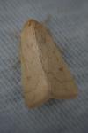 Mythimna vitellina