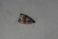 Orthotaenia undulana