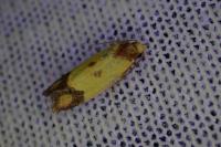Agapeta zoegana