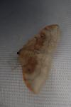 Idaea degeneraria