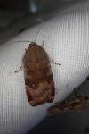 Noctua janthe / Noctua janthina
