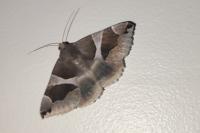 Dysgonia algira