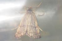 Chrysocrambus linetella