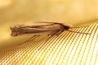 Ancylolomia