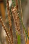 Metacrambus carectellus