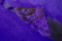 Helicoverpa armigera