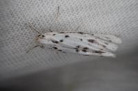 Coscinia cribraria cribraria