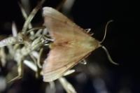 Endotricha flammealis