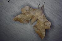 Laothoe populi