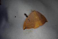 Watsonalla binaria