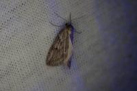 Pachycnemia hippocastanaria hippocastanaria