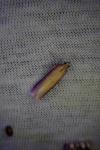 Oncocera semirubella