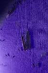 Crambus pascuella