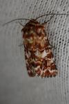 Anarta myrtilli