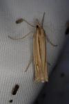 Ancylolomia tentaculella