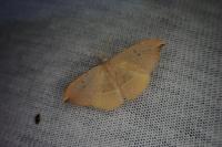Watsonalla uncinula