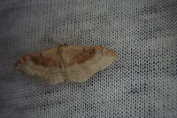 Idaea degeneraria
